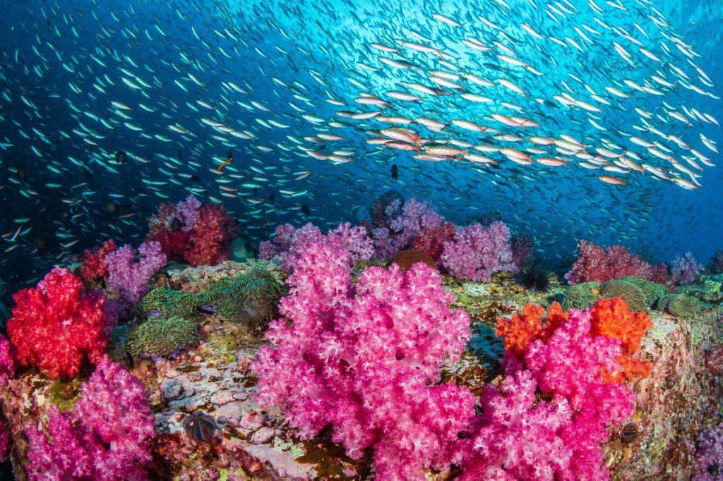Pink soft coral and a school of fish on an Alor reef