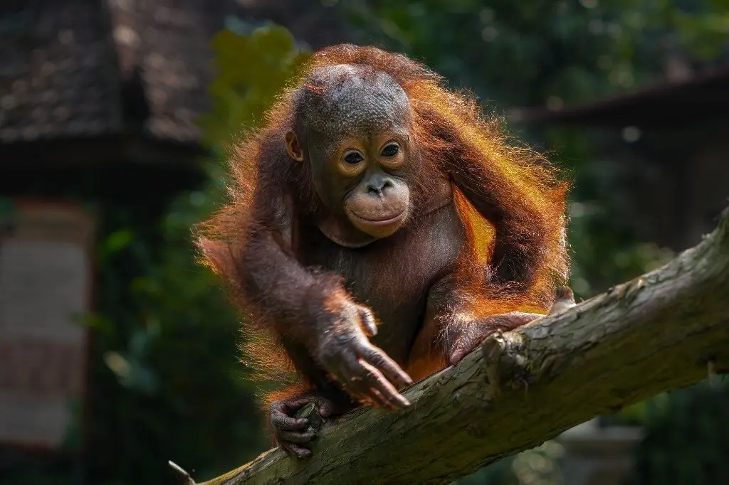Young orangutan on a tree branch in Borneo