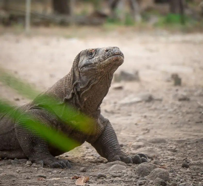 Komodo dragon in Komodo National Park