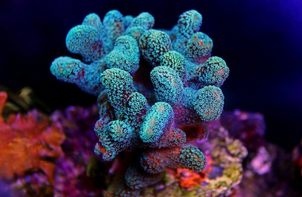 Hard coral on a Wakatobi reef