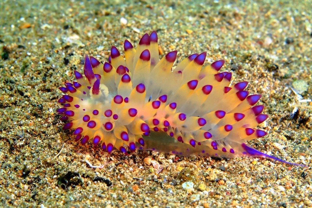 A nudibranch on the sand in Wakatobi