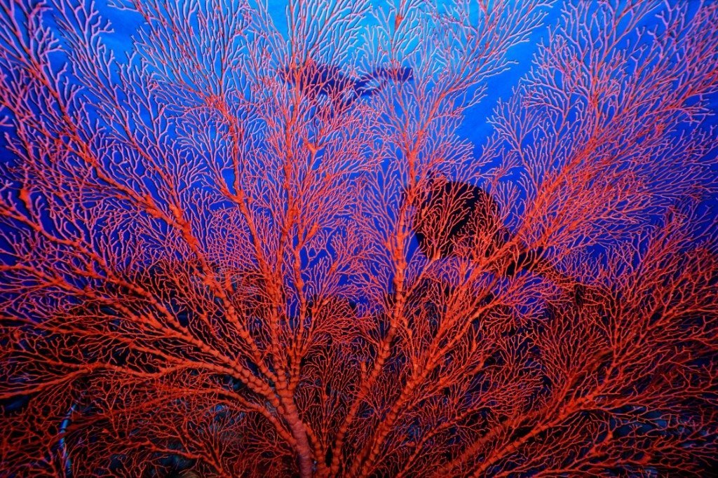A red sea fan against blue water in Wakatobi