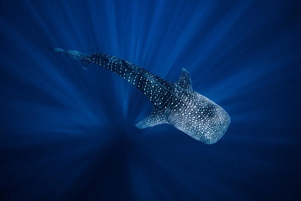 A whale shark swimming in Indonesian water